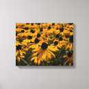 Search for rudbeckia posters Garden