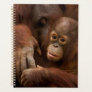 Search for zoo planners Jungle