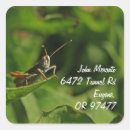 Search for cricket photography Insect