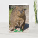 Search for quokka cards Rottnest island