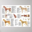Search for blood posters Anatomy