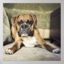Search for boxer puppy posters One animal