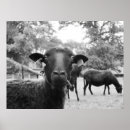 Search for black sheep art Pet