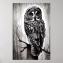 Search for grey owl posters Bird