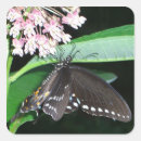 Search for black swallowtail stickers Butterfly