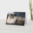 Search for maine coon cards Feline