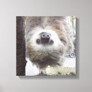 Search for sloth canvas prints Nature