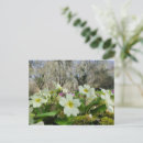 Search for primrose postcards Plant