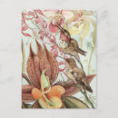 Search for vintage orchid postcards Hummingbirds