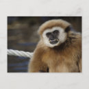 Search for gibbon postcards Ape