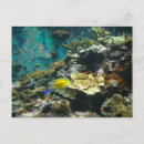 Search for coral reef life postcards Aquarium