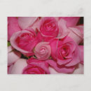 Search for fuchsia rose postcards Pink