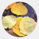 Search for aspen leaf stickers Fall