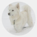 Search for eskimo stickers Dog