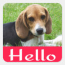 Search for beagle puppy stickers Dog