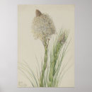 Search for beargrass Flower