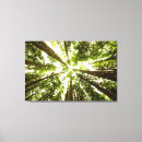 Search for rain forest canvas prints Woods