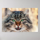 Search for siberian posters Cats