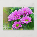 Search for aster horizontal postcards Plants