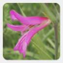 Search for vivid square stickers Pink