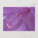 Search for nectar postcards Usa