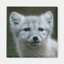 Search for kit magnets Cute
