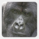 Search for gorilla stickers Herbivore