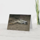 Search for sunbathing cards Animal