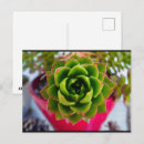 Search for echeveria postcards Garden