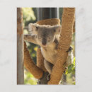 Search for koala postcards Zoo