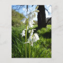 Search for bluebell flowers postcards Bluebells
