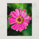 Search for zinnia flower postcards Pink