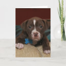 Search for puppy face cards Puppies