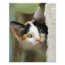 Search for little kitty posters Cute