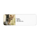 Search for cubs return address labels Wildlife