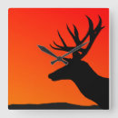 Search for elk clocks Wild