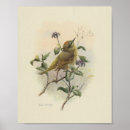 Search for aves posters Avian