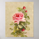 Search for vintage rose posters Pink roses