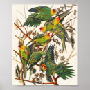 Search for birder posters Animals
