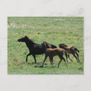 Search for horse baby postcards Equine