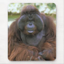 Search for orangutans mouse mats Pongo pygmaeus