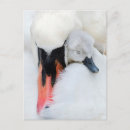 Search for mute postcards Cute baby animal