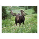 Search for howie art Animal
