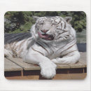 Search for siberian cats mouse mats Feline