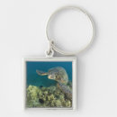 Search for green turtle key rings Pacific ocean