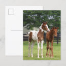 Search for sporting breed postcards Bob langrish