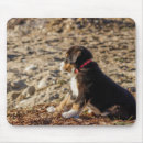 Search for bernese mountain dog mouse mats Animal