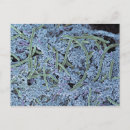 Search for scanning electron microscope Microscopic animal