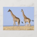 Search for concentration postcards Animals