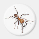 Search for ants magnets Illustration